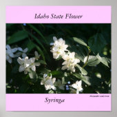 Idaho State Flower, de Syringa Poster (Voorkant)