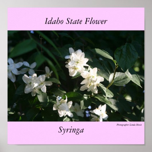 Idaho State Flower, de Syringa Poster (Voorkant)