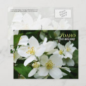 Idaho State Flower: Lewis's mock-oranje Briefkaart (Voorkant / Achterkant)