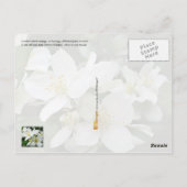 Idaho State Flower: Lewis's mock-oranje Briefkaart (Achterkant)