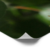 Idaho State Flower: Syringa Poster (Hoek)