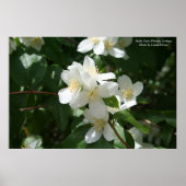 Idaho State Flower: Syringa Poster (Voorkant)