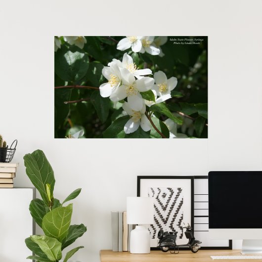 Idaho State Flower: Syringa Poster (Thuiskantoor)