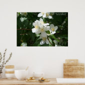 Idaho State Flower: Syringa Poster (Keuken)