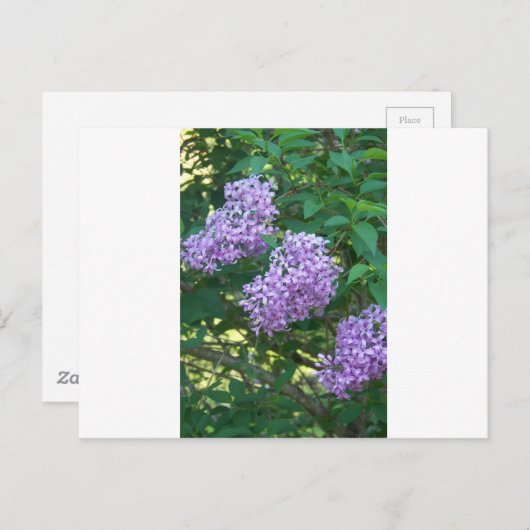 ideeën voor cadeauideeën voor vogels briefkaart (Voorkant / Achterkant)