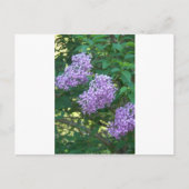 ideeën voor cadeauideeën voor vogels briefkaart (Voorkant)