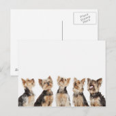Identieke honden die samenzitten briefkaart (Voorkant / Achterkant)