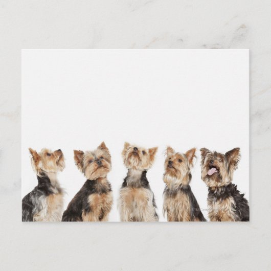 Identieke honden die samenzitten briefkaart (Voorkant)