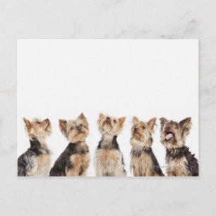 Identieke honden die samenzitten briefkaart