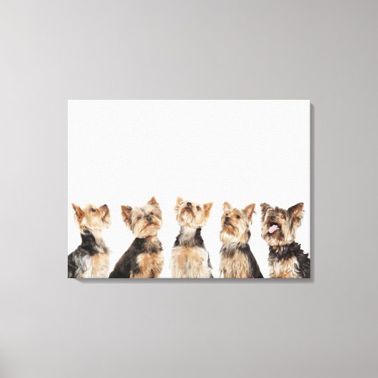 Identieke honden die samenzitten canvas afdruk (Voorkant)