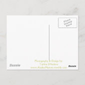 Iditarod Loyal Companions Briefkaart (Achterkant)