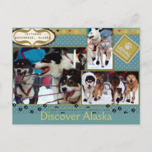 Iditarod Loyal Companions Briefkaart