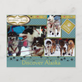 Iditarod Loyal Companions Briefkaart (Voorkant)