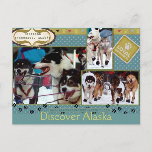 Iditarod Loyal Companions Briefkaart (Voorkant)