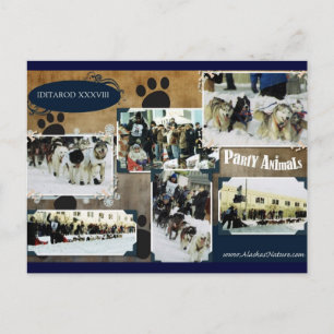 Iditarod Postcard Briefkaart