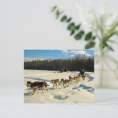 Iditarod Trail Sled Dog Race Briefkaart (Staand voorkant)