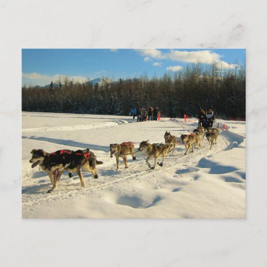 Iditarod Trail Sled Dog Race Briefkaart (Voorkant)