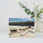 Iditarod Trail Sled Dog Race Briefkaart (Staand voorkant)