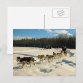 Iditarod Trail Sled Dog Race Briefkaart (Voorkant / Achterkant)