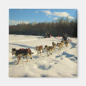 Iditarod Trail Sled Dog Race Magneet (Voorkant)