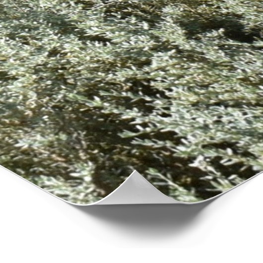 Idyllische dag in Canberra Poster (Hoek)