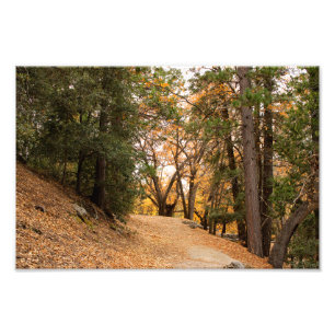 Idyllwild - Pine Cove Foto Afdruk