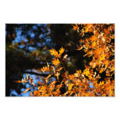 Idyllwild - Pine Cove Foto Afdruk (Voorkant)