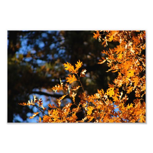 Idyllwild - Pine Cove Foto Afdruk (Voorkant)