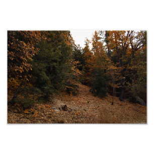Idyllwild - Pine Cove Foto Afdruk