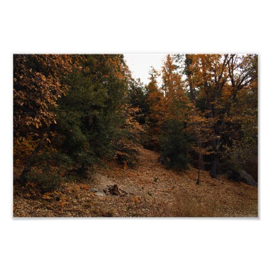 Idyllwild - Pine Cove Foto Afdruk (Voorkant)