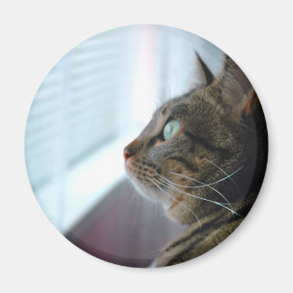 Ieder Kat overweegt buiten Magneet