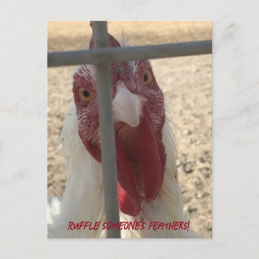 Iemand Anders Veren in de War schoppen Kippenkaart Briefkaart (Voorkant)