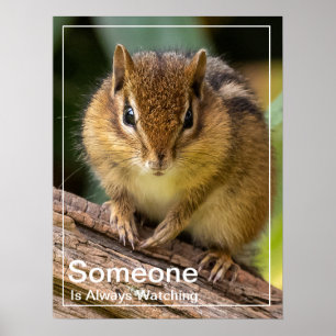 Iemand kijkt naar Chipmunk Poster