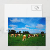 Ierland, beslag op graasvee briefkaart (Voorkant / Achterkant)