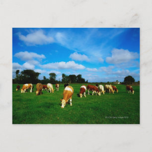 Ierland, beslag op graasvee briefkaart