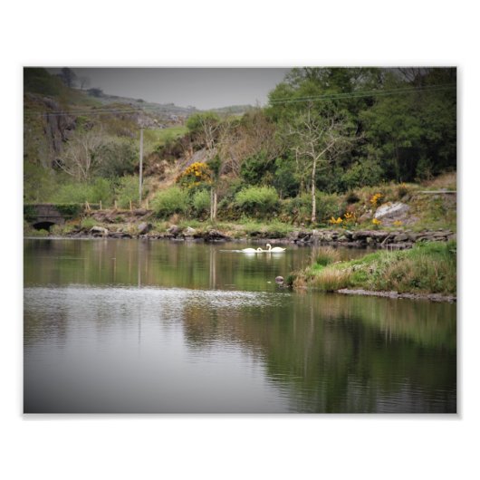 Ierland, County Cork, Lake, Swans, Photography Foto Afdruk (Voorkant)