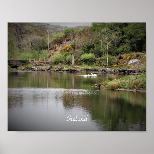 Ierland, County Cork, Lake, Swans, Photography Poster (Voorkant)