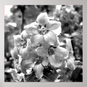 Ierland Flowers Poster