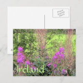 Ierland Heather Briefkaart (Voorkant / Achterkant)