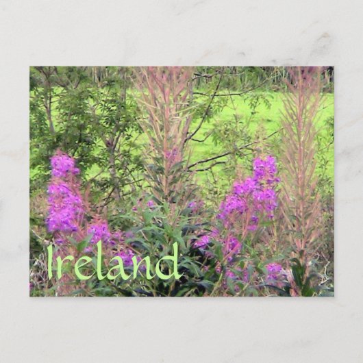 Ierland Heather Briefkaart (Voorkant)