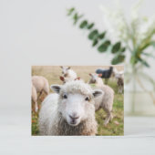 Ierland Sheep Livestock Briefkaart (Staand voorkant)