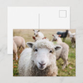 Ierland Sheep Livestock Briefkaart (Voorkant / Achterkant)