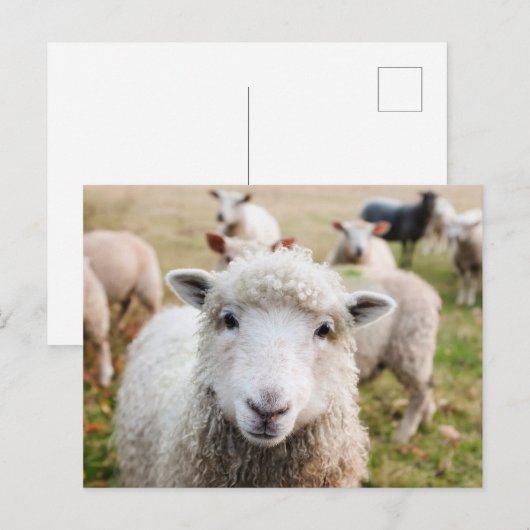 Ierland Sheep Livestock Briefkaart (Voorkant / Achterkant)