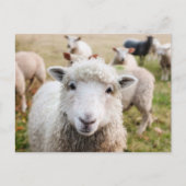 Ierland Sheep Livestock Briefkaart (Voorkant)
