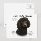 Iers ontwerp voor de geschiedenis van waterspaniel briefkaart (Voorkant / Achterkant)