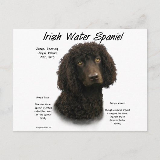 Iers ontwerp voor de geschiedenis van waterspaniel briefkaart (Voorkant)