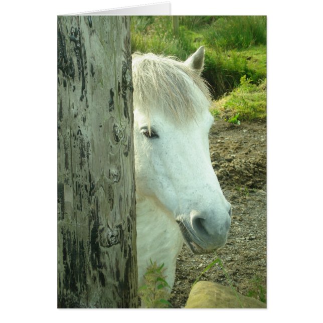 Iers Pony (Voorkant)