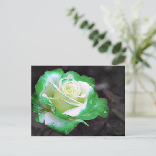 Iers Roos briefkaart (Staand voorkant)