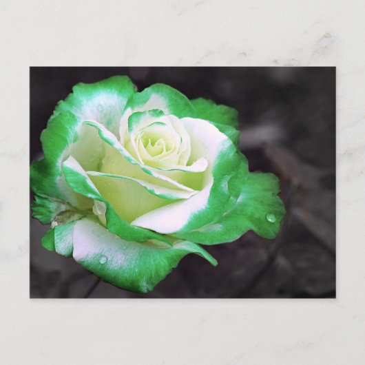 Iers Roos briefkaart (Voorkant)