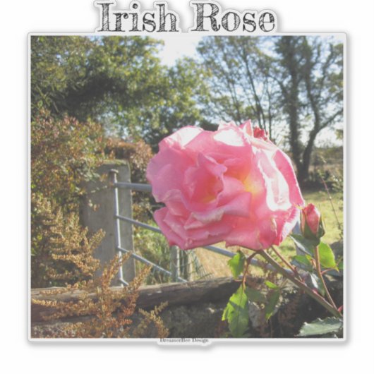 Iers Roos Sticker (Voorkant)